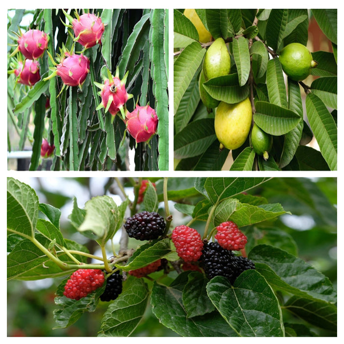 Destined To Delight | Dragon fruit, Guava, Mulberry