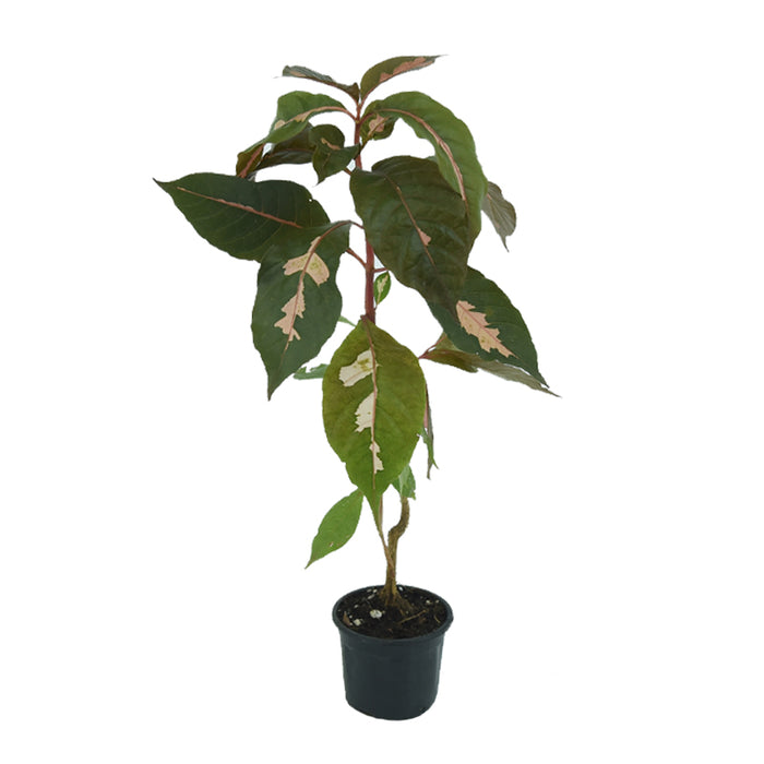 Graptophyllum pictum