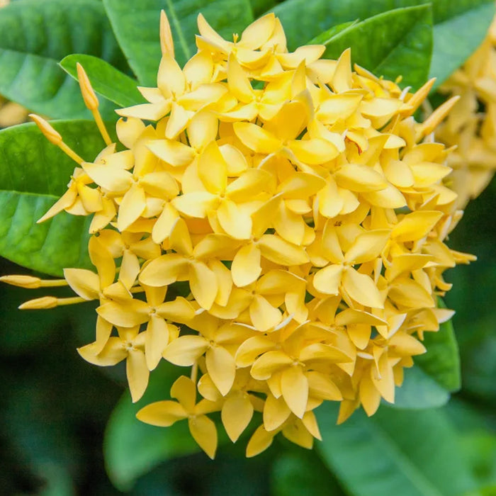 Ixora new Yellow