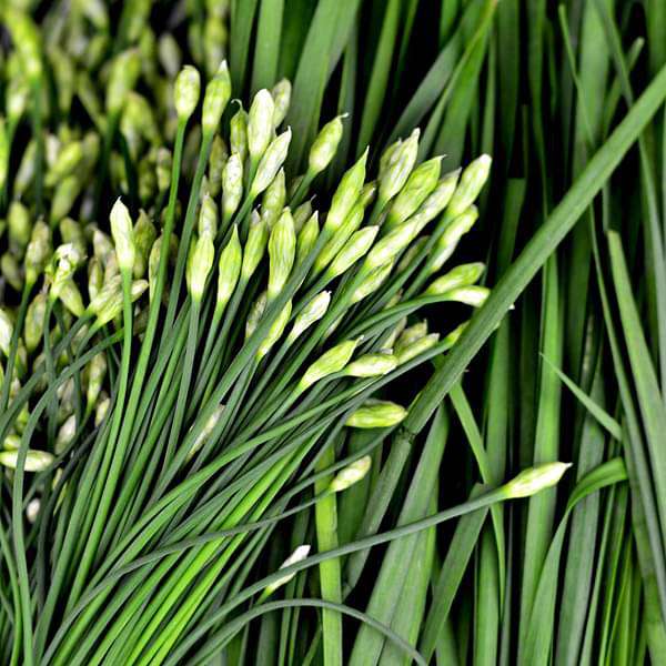 Garlic Chives_Biocarve