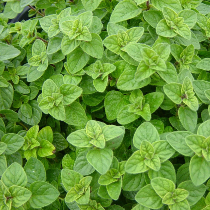Origanum vulgare