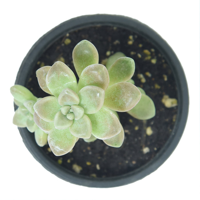 Sedum clavatum