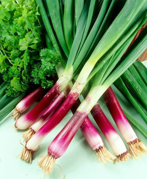 Spring Onion_Biocarve