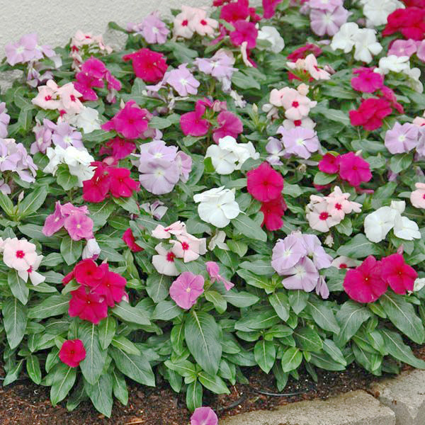 Vinca Dwarf Mix_Biocarve