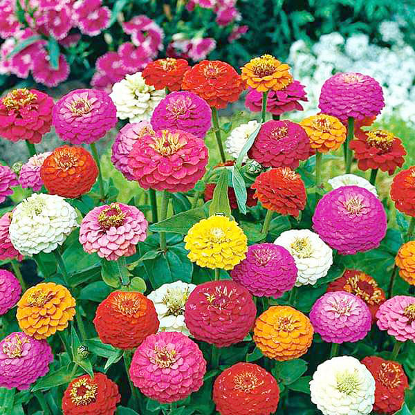 Zinnia Liliput Mix_Biocarve