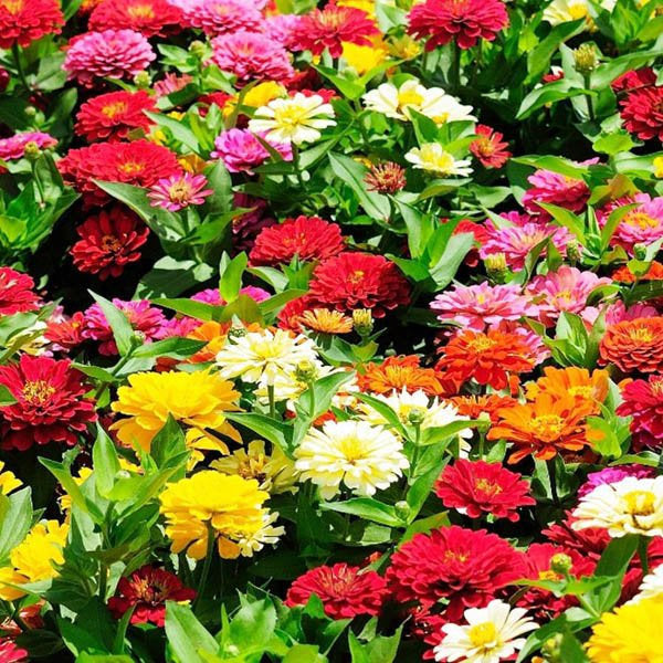 Zinnia Pulcino Dwarf Mixed_Biocarve