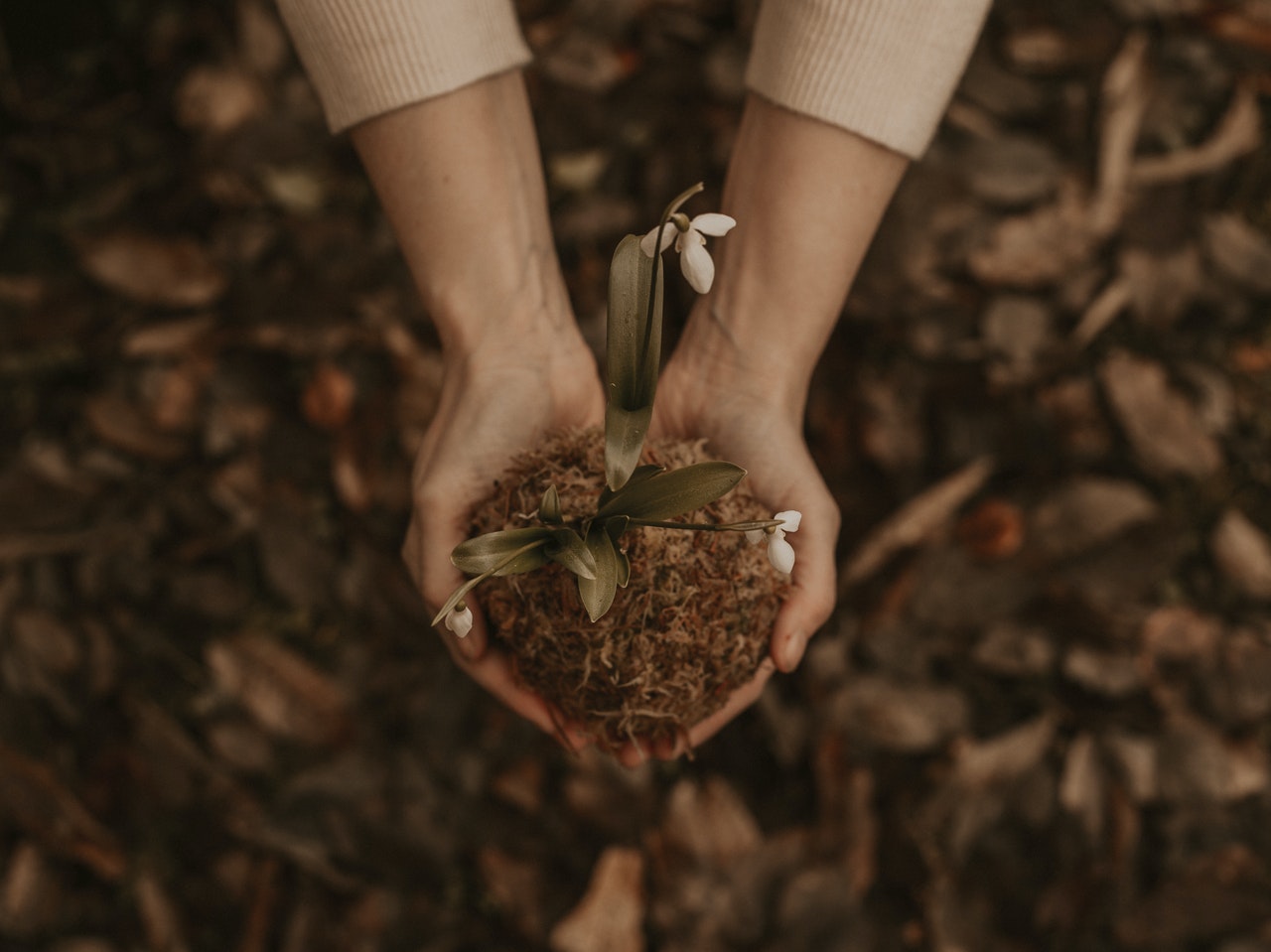How to grow healthy plants?