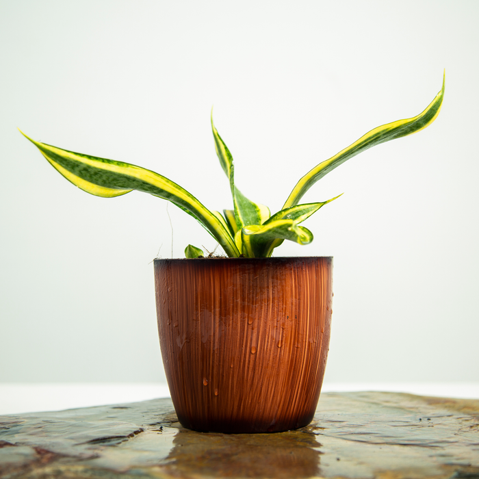 Sanseveria trifasciata 'Hi-Color'