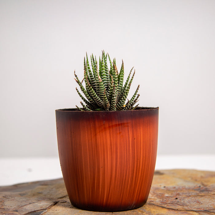 Zebra Wart / Aloe Reinwardtii