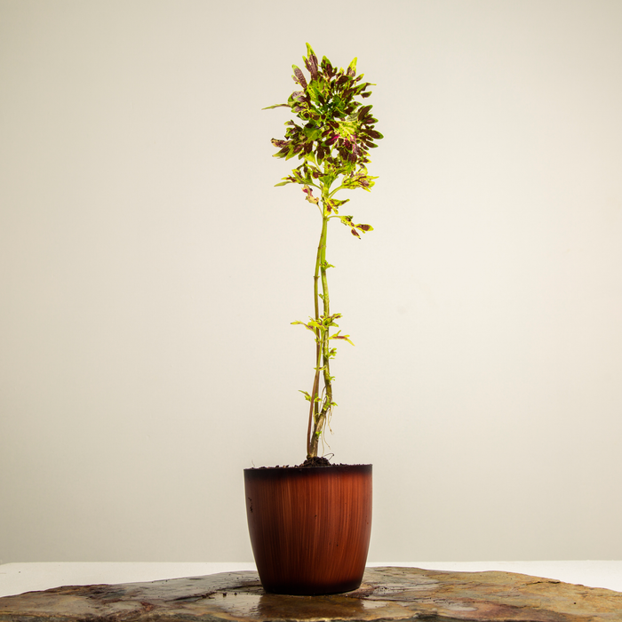 Painted Nettle | Coleus scutellarioides