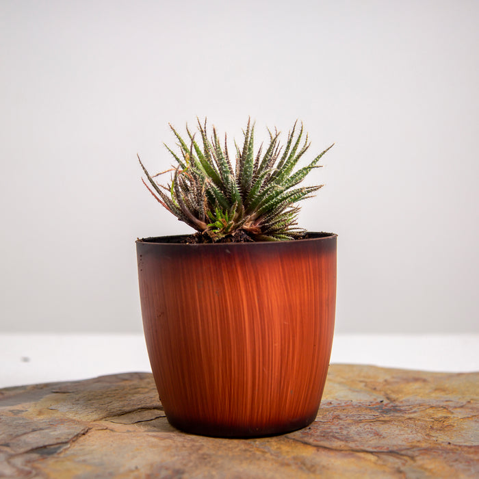 Aloe haworthiodes