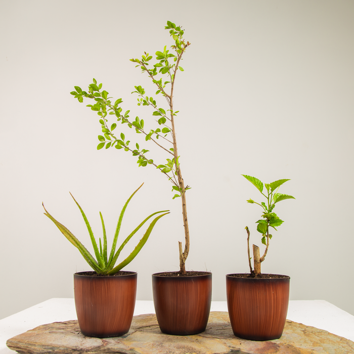 Haircare Combo plants | Hibiscus, Henna, Aloe vera