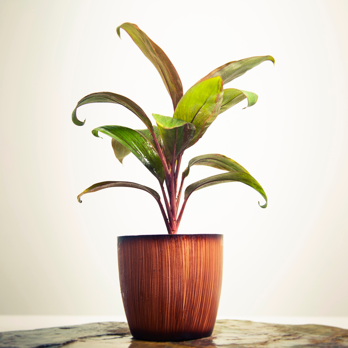 Cordyline Chocolate queen