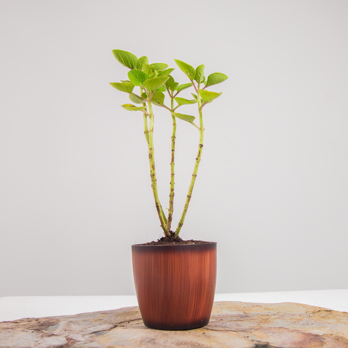 Patta ajwain | Coleus amboinicus | Coleus sp.
