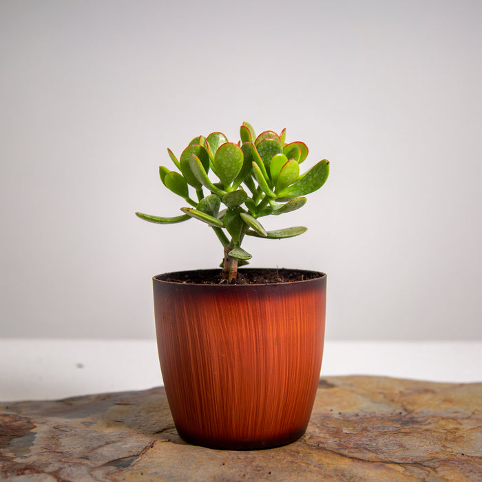 Crassula ovata lucky jade Hummel's Gold