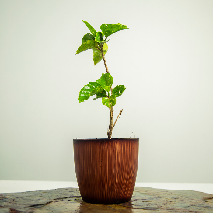 Hibiscus desi red