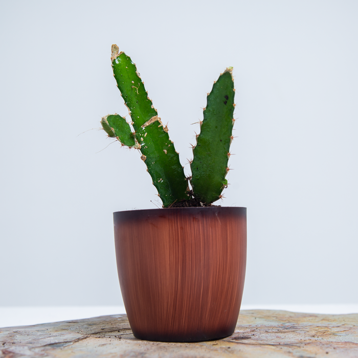 Dragon Fruit | Selenicereus undatus