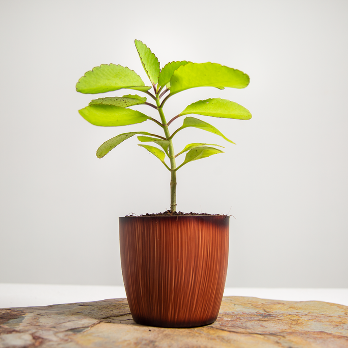 Miracle Leaf | Pathacharuti | Bryophyllum pinnatum
