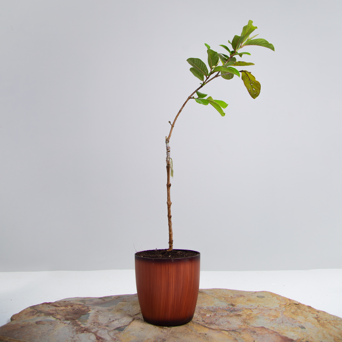 L49  guava | Psidium Guajava