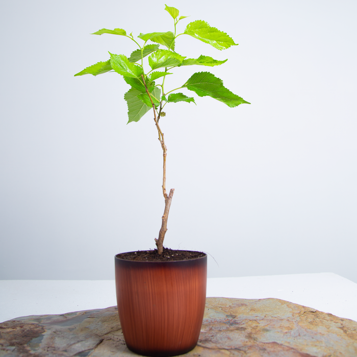 Mulberry | Morus alba