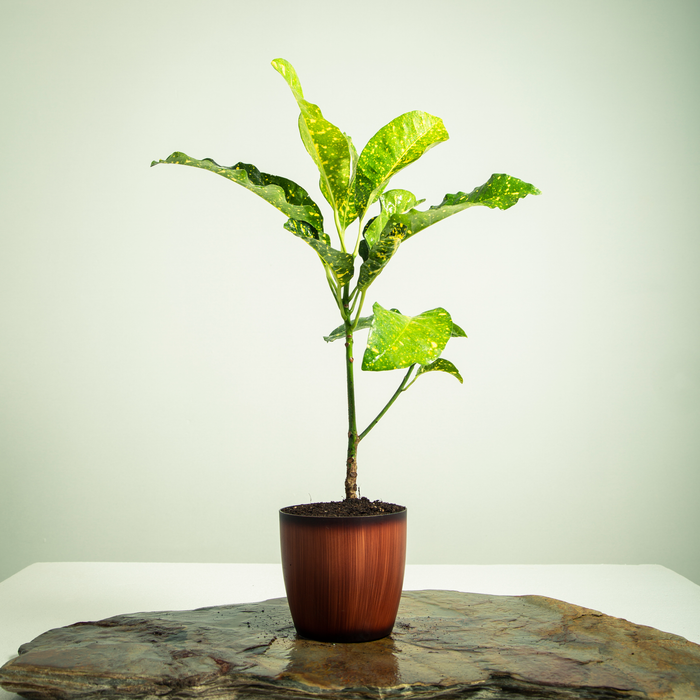 Garden croton | Codiaeum variegatum L.