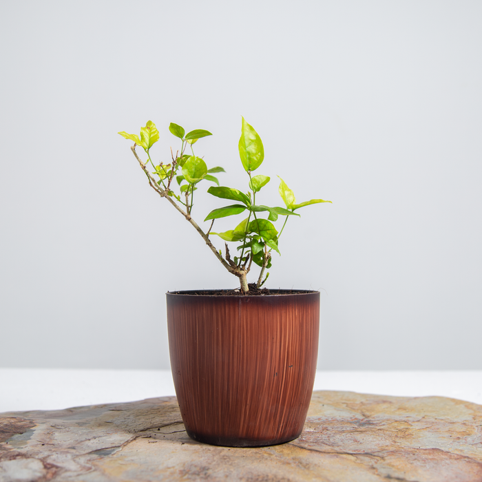 Mogra | Jasmine | Jasminum sambac