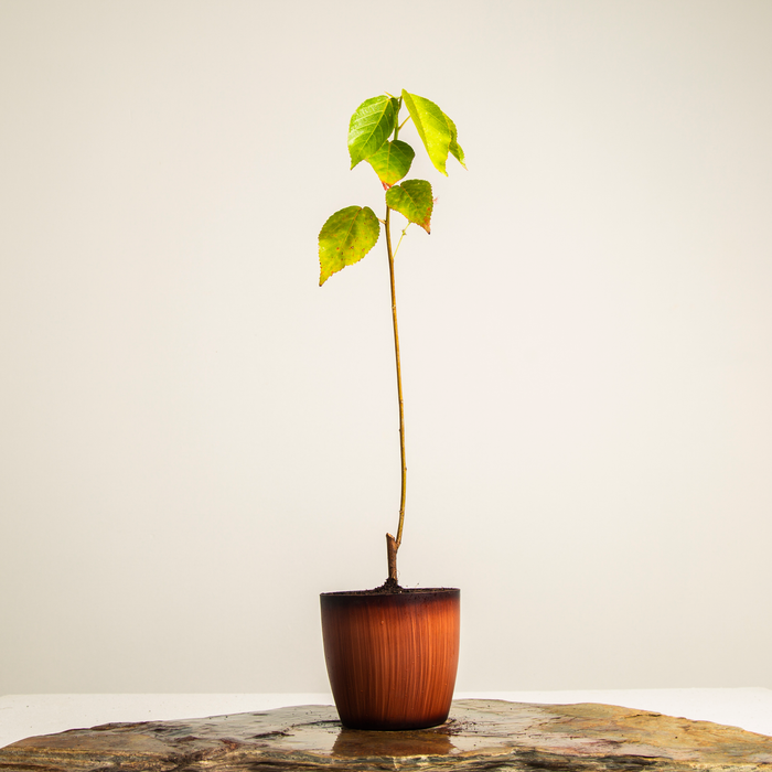 Copperleaf | Acalypha wilkesiana