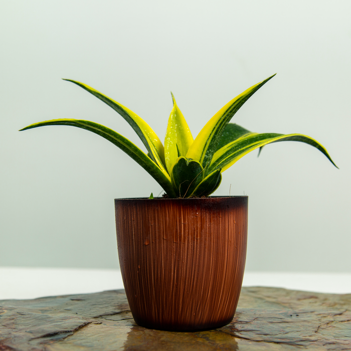 Sansevieria trifasciata 'Flame'