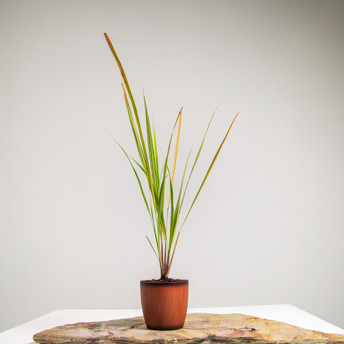 Lemon grass | Cymbopogon citratus