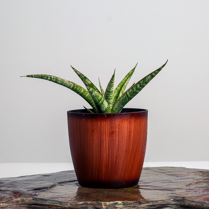 Sansevieria parva | Sansevieria hybrid lilliput