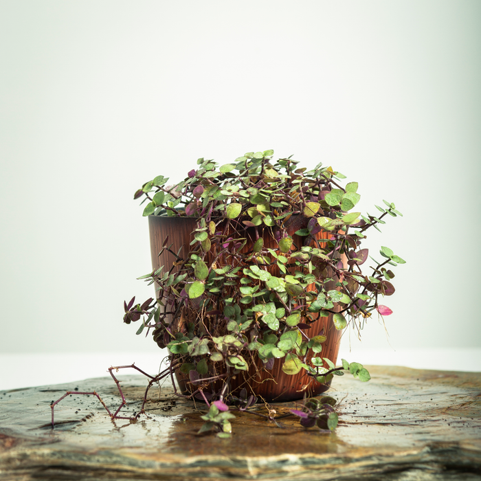 Creeping inch-plant | Callisia repens