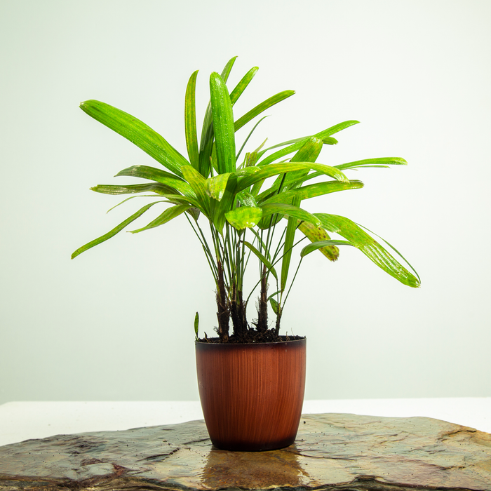 The lady palm | Rhapis excelsa