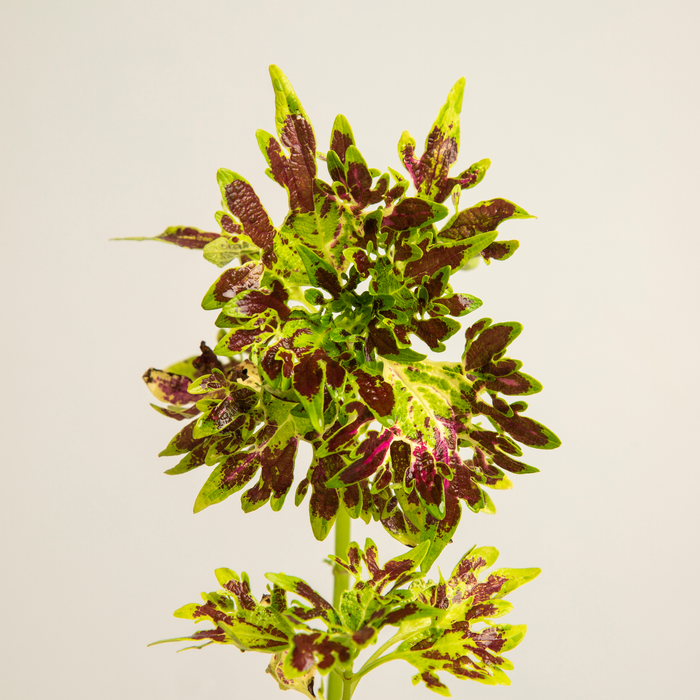 Painted Nettle | Coleus scutellarioides