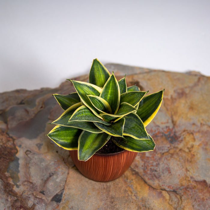 Sanseveria trifasciata 'Stars and Stripes'