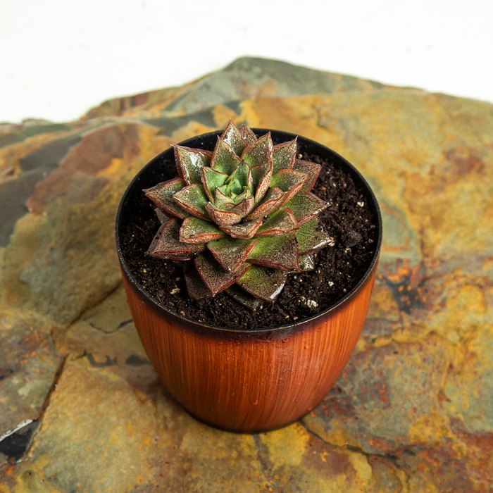 Echeveria 'Chinensis lotus'