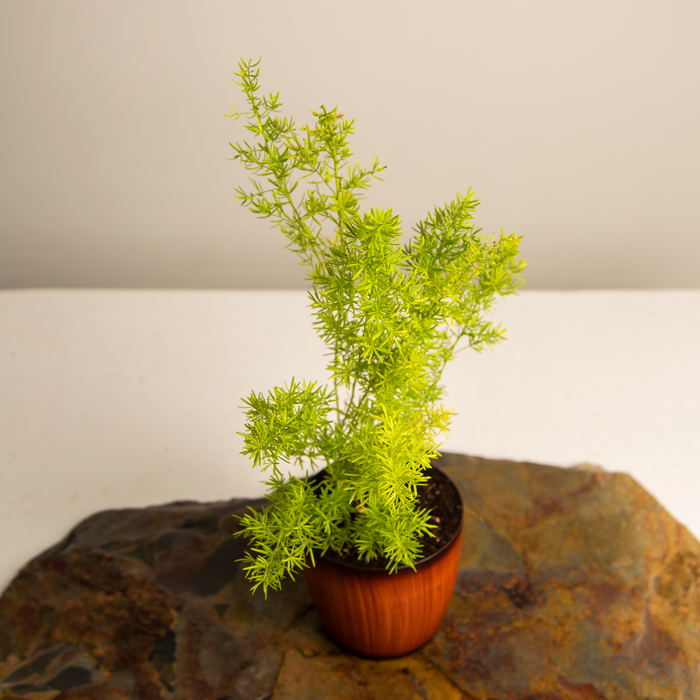 Asparagus Fern | Sprenger's asparagus