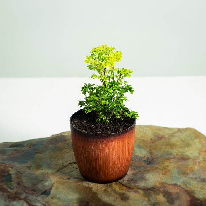 Aralia golden | Polyscias fruticosa
