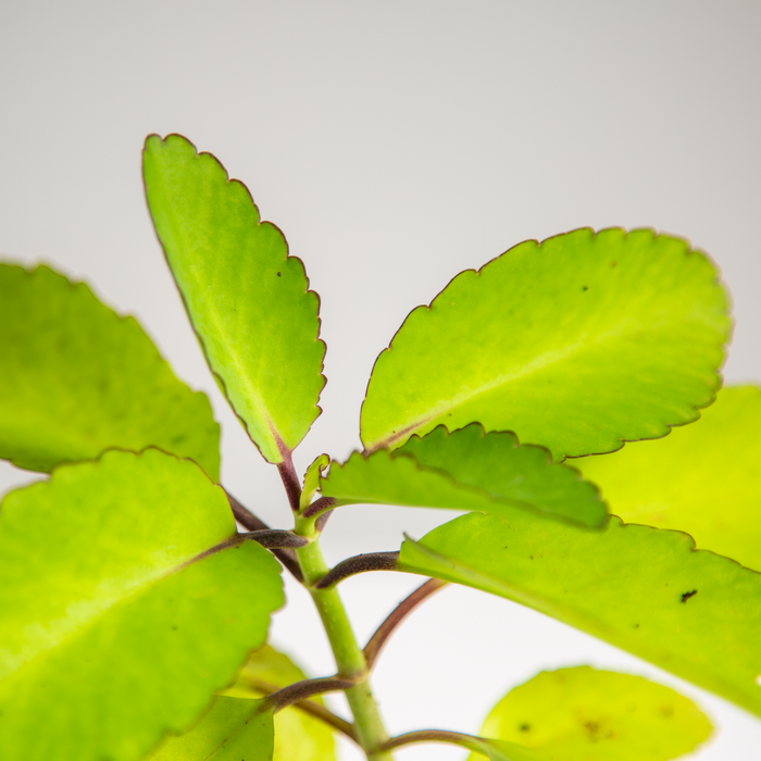 Miracle leaf/ Bryophyllum , Insulin, Aloe vera,
