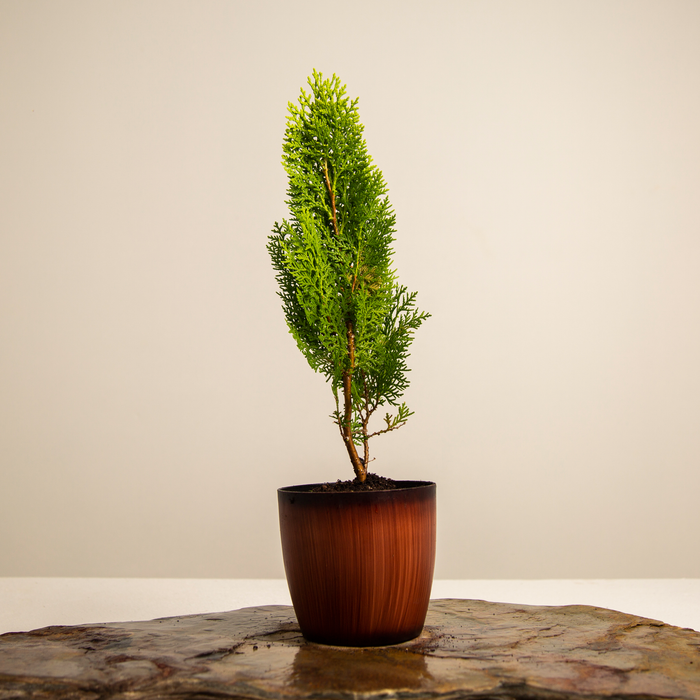 Thuja plant | Thuja occidentalis