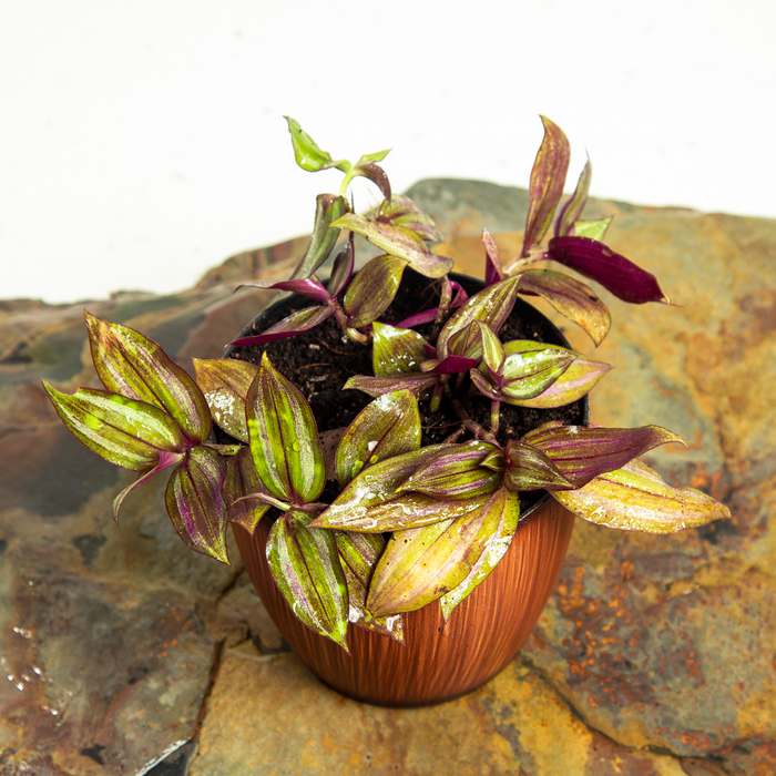 Wandering jew | Tradescantia zebrina