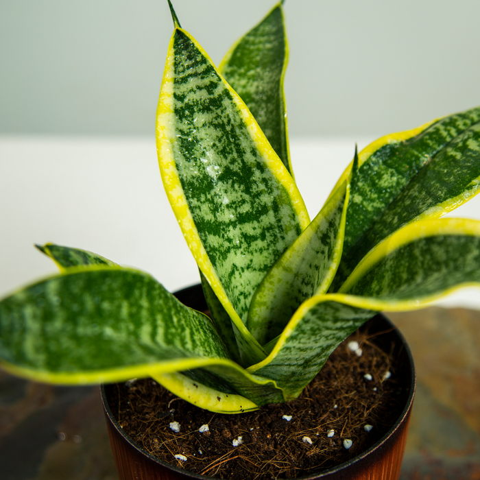 Sanseveria trifasciata 'Futura Superba'