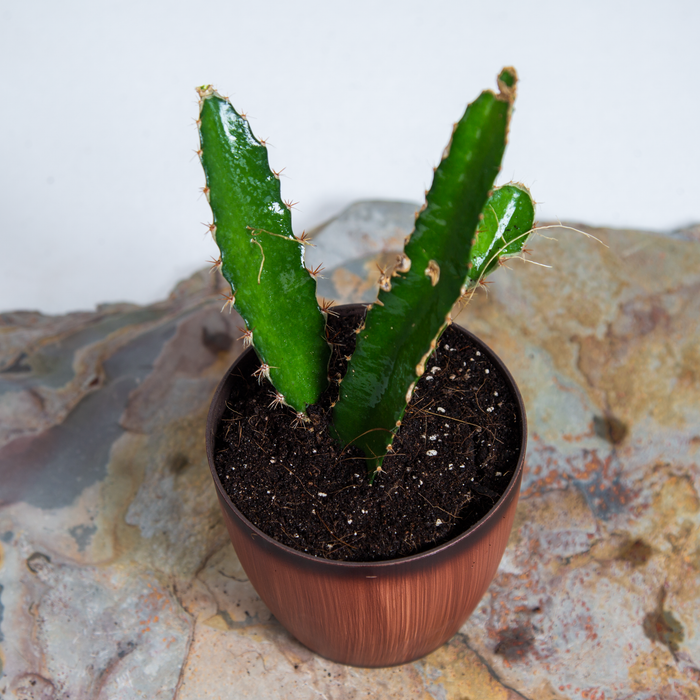 Dragon Fruit | Selenicereus undatus