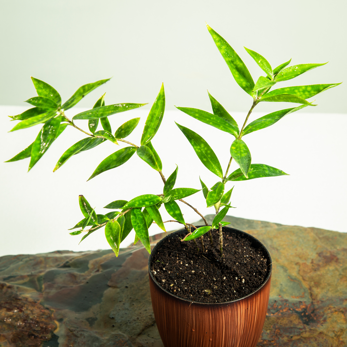 Japanese bamboo /Dracaena Surculosa
