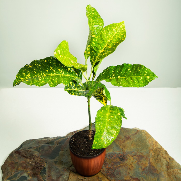 Garden croton | Codiaeum variegatum L.