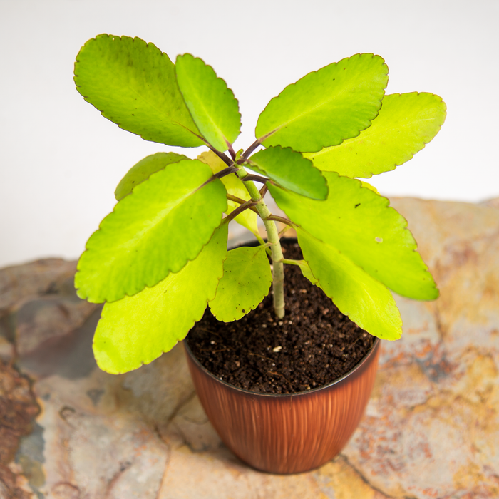 Miracle Leaf | Pathacharuti | Bryophyllum pinnatum