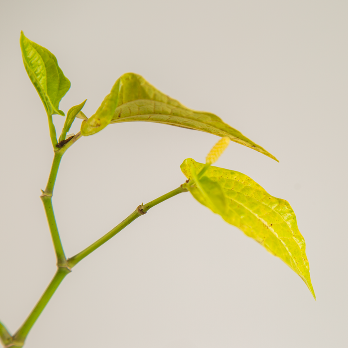 Immunity booster Combo plants | Ajwain, Pipali, Lemon grass
