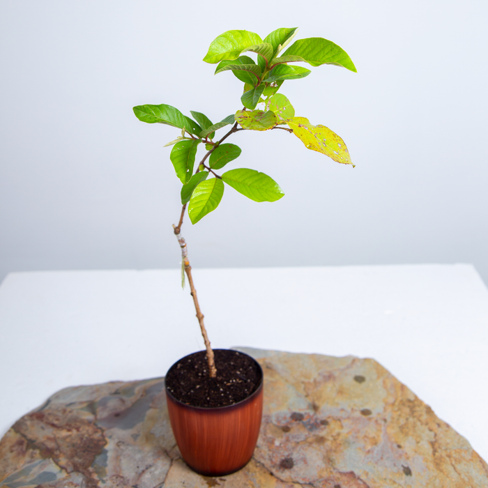 L49  guava | Psidium Guajava