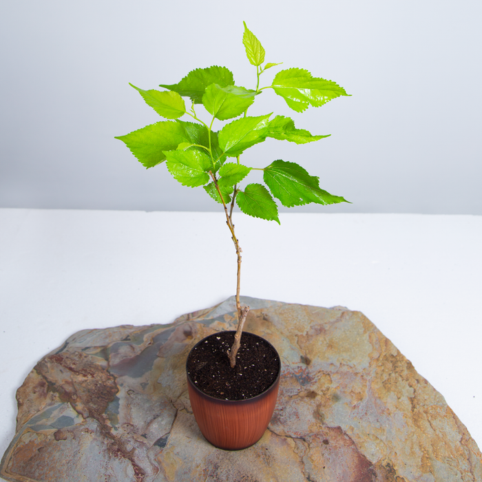 Mulberry | Morus alba