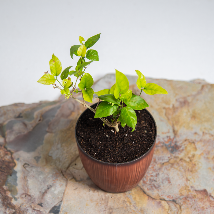 Mogra | Jasmine | Jasminum sambac