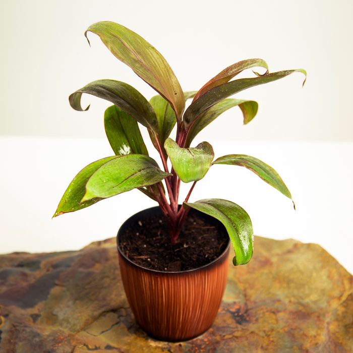 Cordyline Chocolate queen